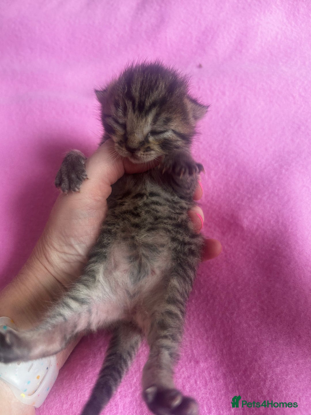 Mixed Breed cats for sale: 2 beautiful tabby girls and 1 Black & white Boy - Image 12