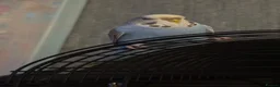 Budgerigars birds for sale: Budgie for sale (SKYE) - Advert 2