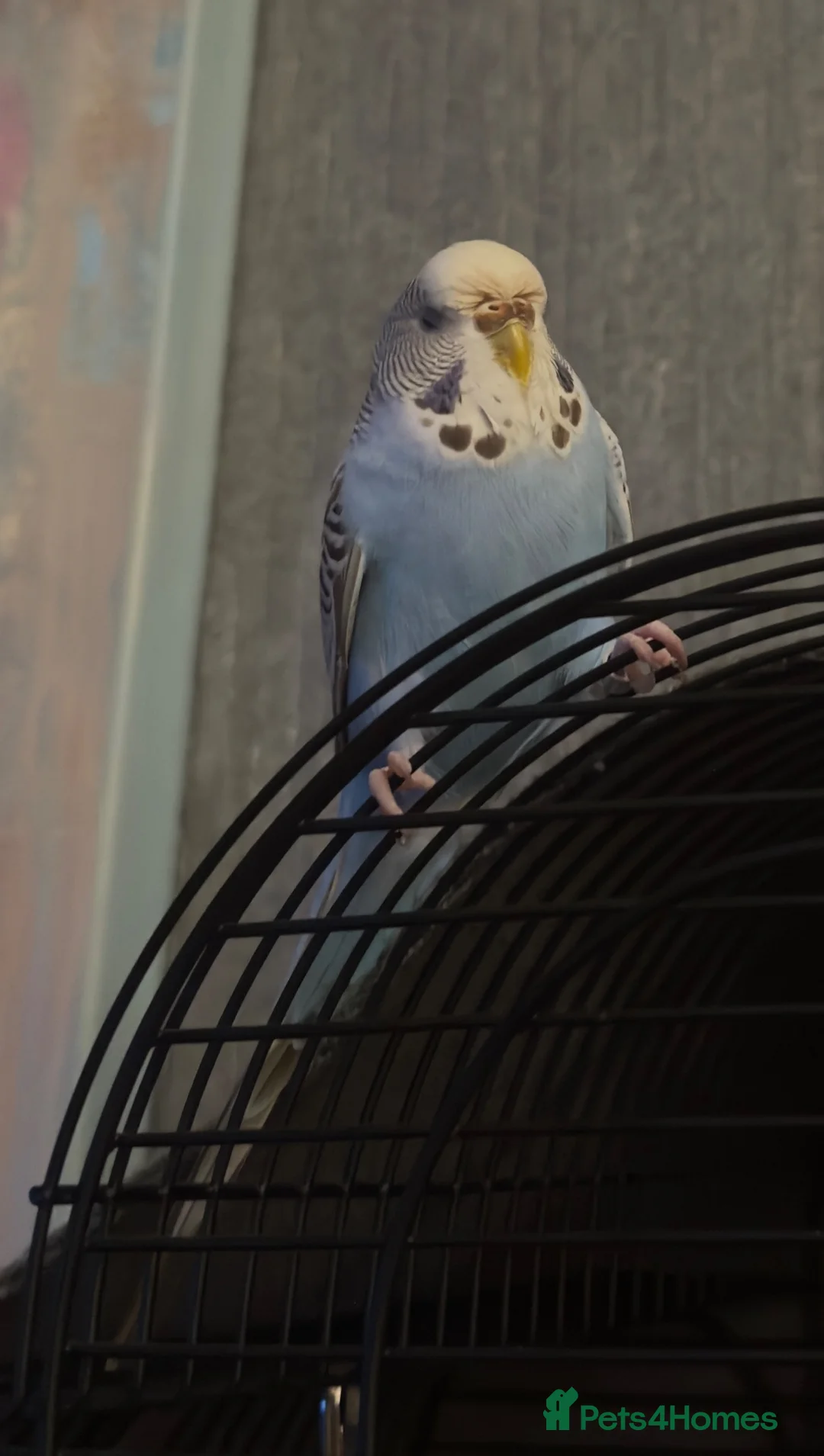 Budgerigars birds for sale: Budgie for sale (SKYE) - Advert 2