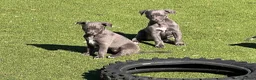Whippet dogs for sale: Whippets  - Advert 19
