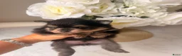 Pomeranian dogs for sale:  **  Russian Pomeranian’s  in Whitehaven - Advert 13