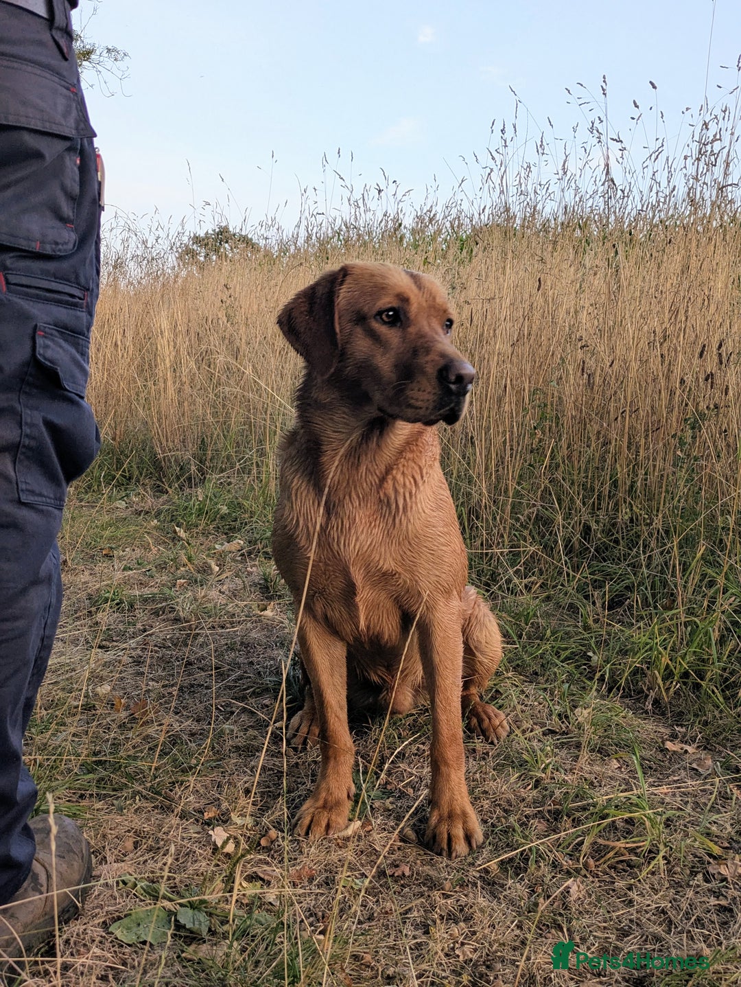 Labrador Retriever dogs for stud: PROVEN KC Fox Red Health Tested Labrador Stud Dog in Chippenham - Image 3