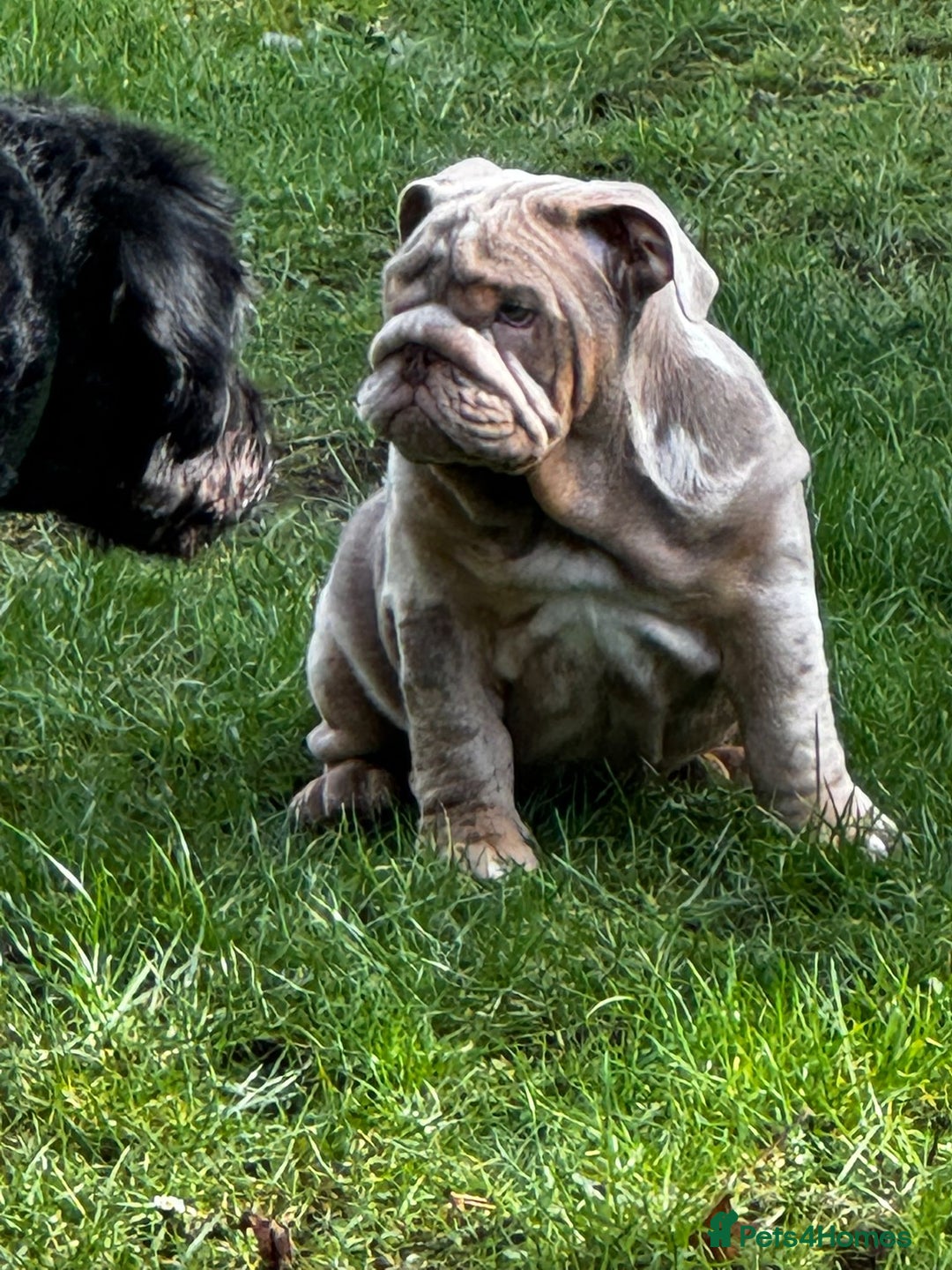 English Bulldog dogs for sale: English Bulldog 9 months old  - Image 7