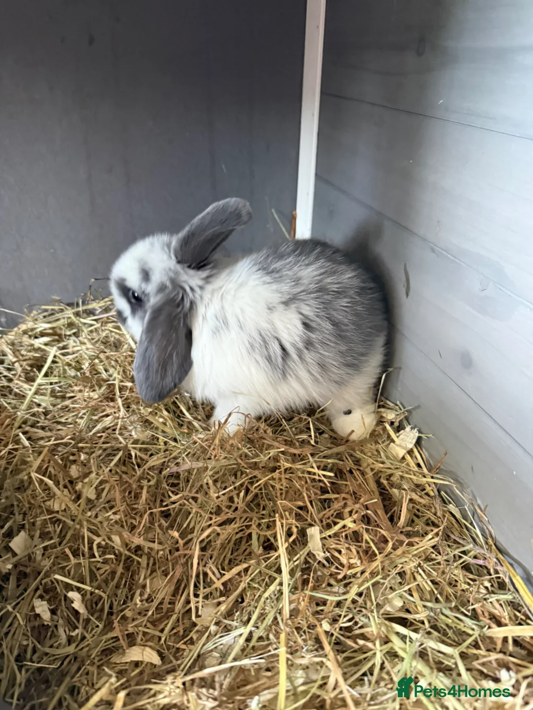 Mini Lop rabbits for sale: Mini lops (not sexed) - Advert 2