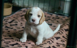 Beagle dogs for sale: CHUNKY BEAGLE PUPPIES - Image 4