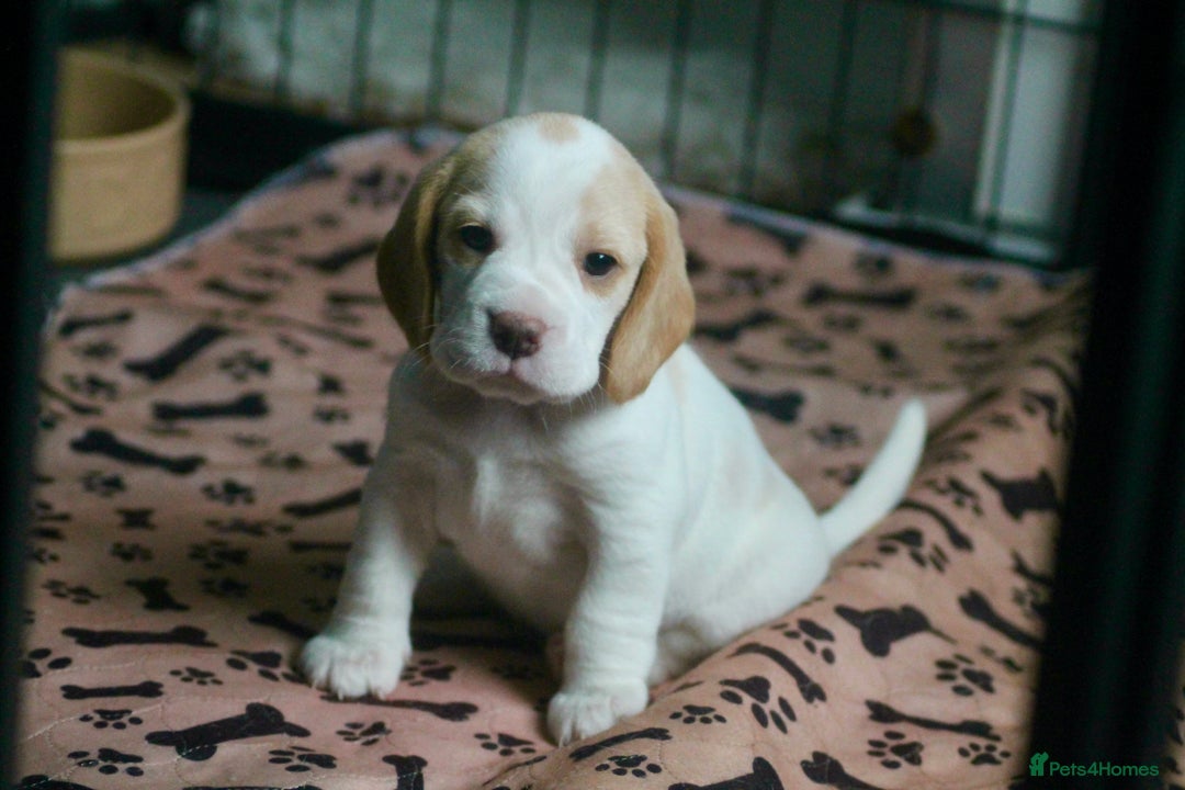 Beagle dogs for sale: CHUNKY BEAGLE PUPPIES - Image 4