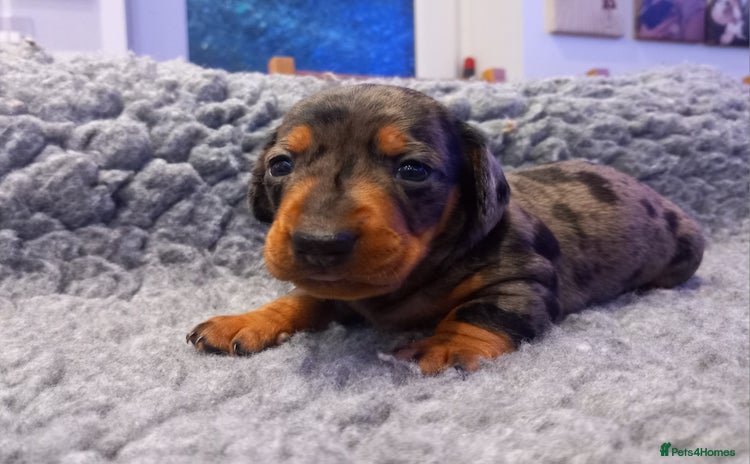 Miniature Dachshund dogs - Advert 8