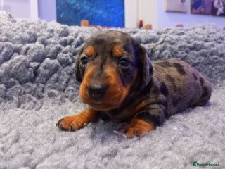 Miniature Dachshund dogs - Advert 3