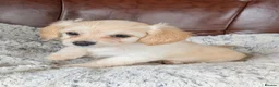 Mixed Breed dogs for sale: 2 blonde girls. Poodle x Biewer Terrier Puppies  - Advert 24
