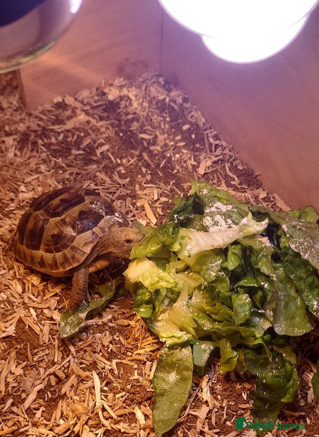 Tortoise reptiles Greek spur thighed tortoise - Advert 1
