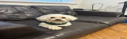 Maltese dogs for sale: Beautiful Male Maltese – 3 Years Old – £550 ONO in London - Advert 6