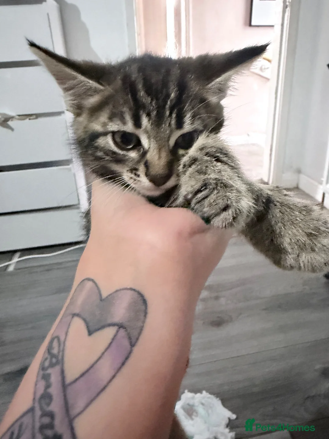 Mixed Breed cats for sale: Kittens for sale ready to go  - Advert 10