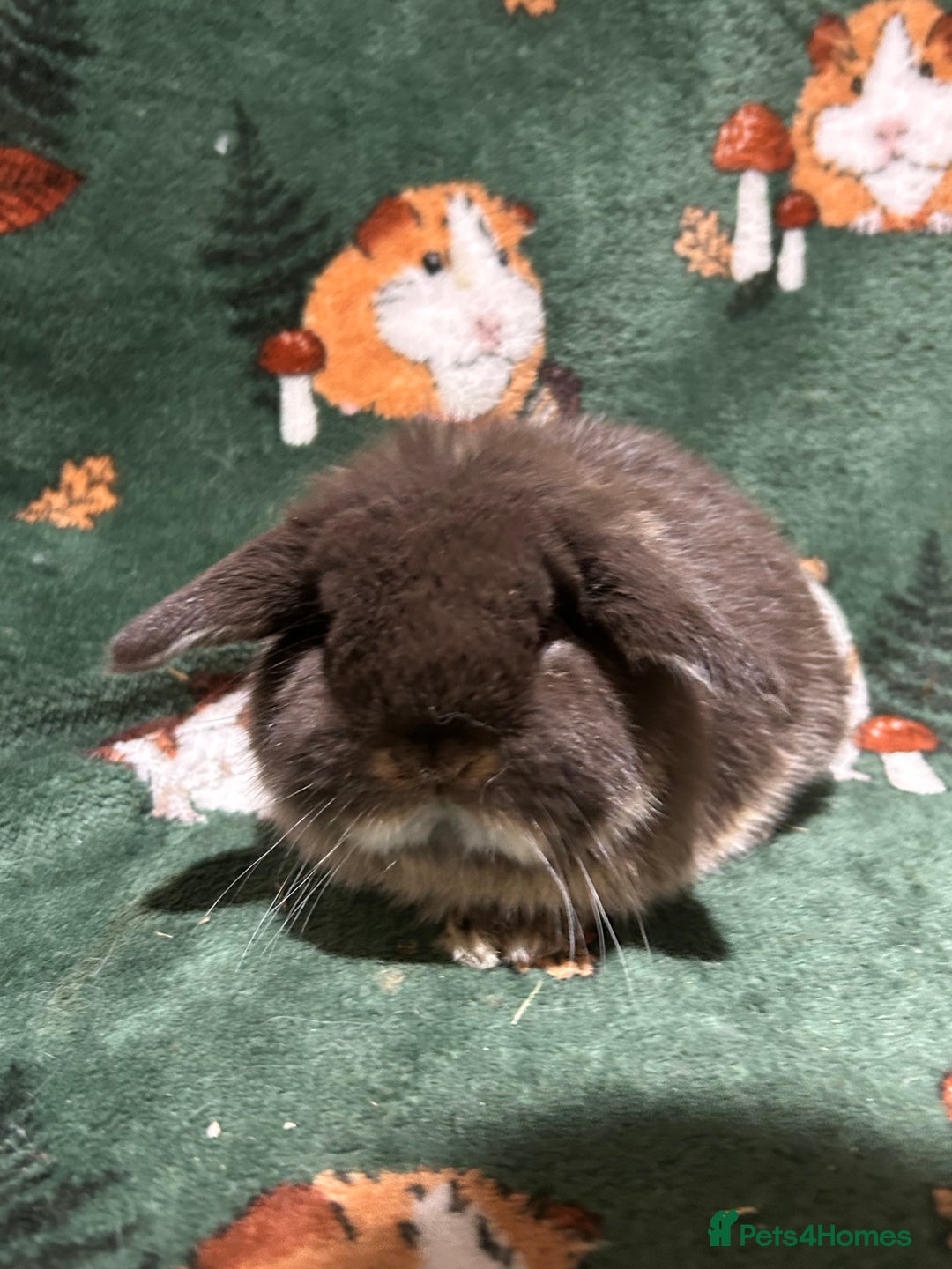 Mini Lop rabbits for sale: Beautiful Baby Mini Lops  - Advert 8