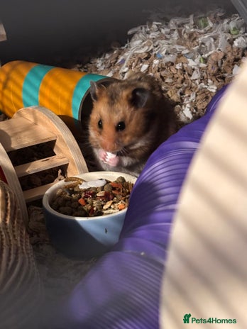 Hamster rodents - Advert 9