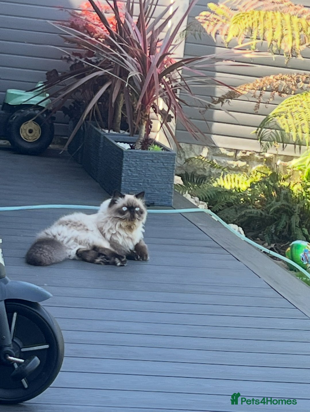 Persian cats for stud: PKD negative Himalayan Persian cat for stud only - Image 8