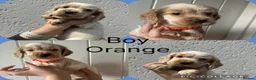 Cocker Spaniel dogs for sale: Cocker spaniel puppies  - Advert 15
