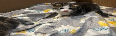 Domestic Shorthair 2