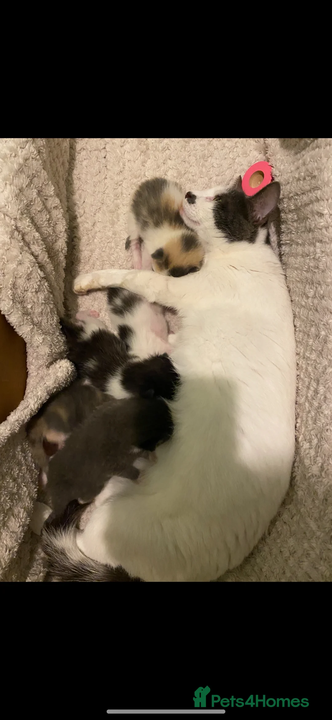 Mixed Breed cats for sale: Mixed coloured female kitten 11 weeks old - Advert 6