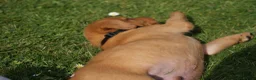 Labrador Retriever dogs for sale: Fox red Labrador puppies - Advert 3