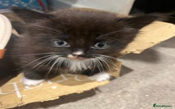 British Shorthair cats for sale: Beautiful, friendly, playful kittens - Image 11