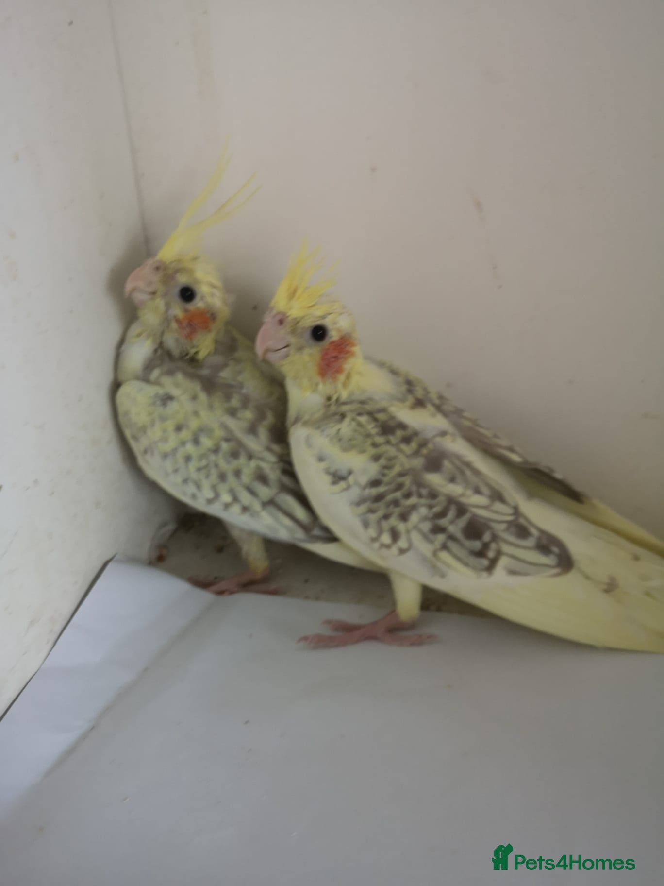 Cockatiels birds Baby cockatiels  - Advert 9