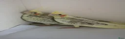 Cockatiels birds for sale: Baby cockatiels  - Advert 1