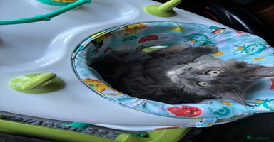 Maine Coon cats - Advert 12