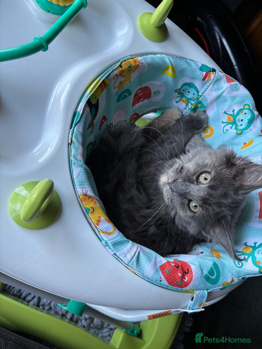 Maine Coon cats for sale: Gccf Maine Coon Girls - Image 3