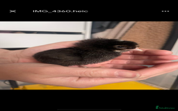 Chickens poultry for sale: Crested rock cockerel - Image 3