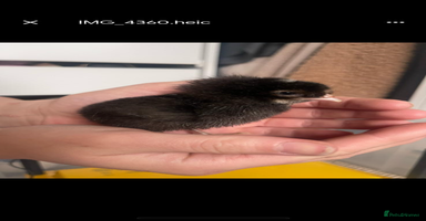 Chickens poultry - Advert 2
