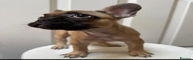 French Bulldog 1