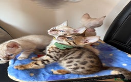 Bengal cats for sale: Pedigree Snow Bengal Kittens with TICA - Image 14