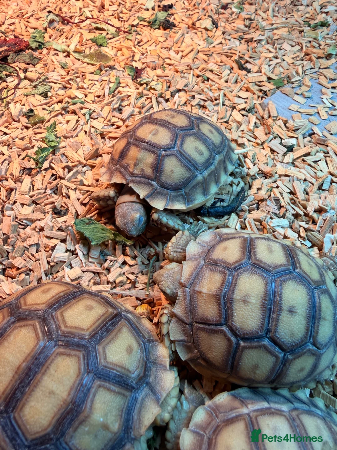 Tortoise reptiles for sale: Stunning Tortoise is ready to go - Advert 7