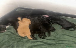 Mixed Breed dogs for sale: KC COCKER X MINI COLLIE PUPS  - Advert 4