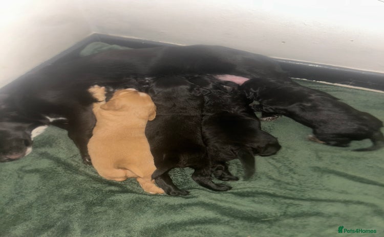 Mixed Breed dogs - Advert 2