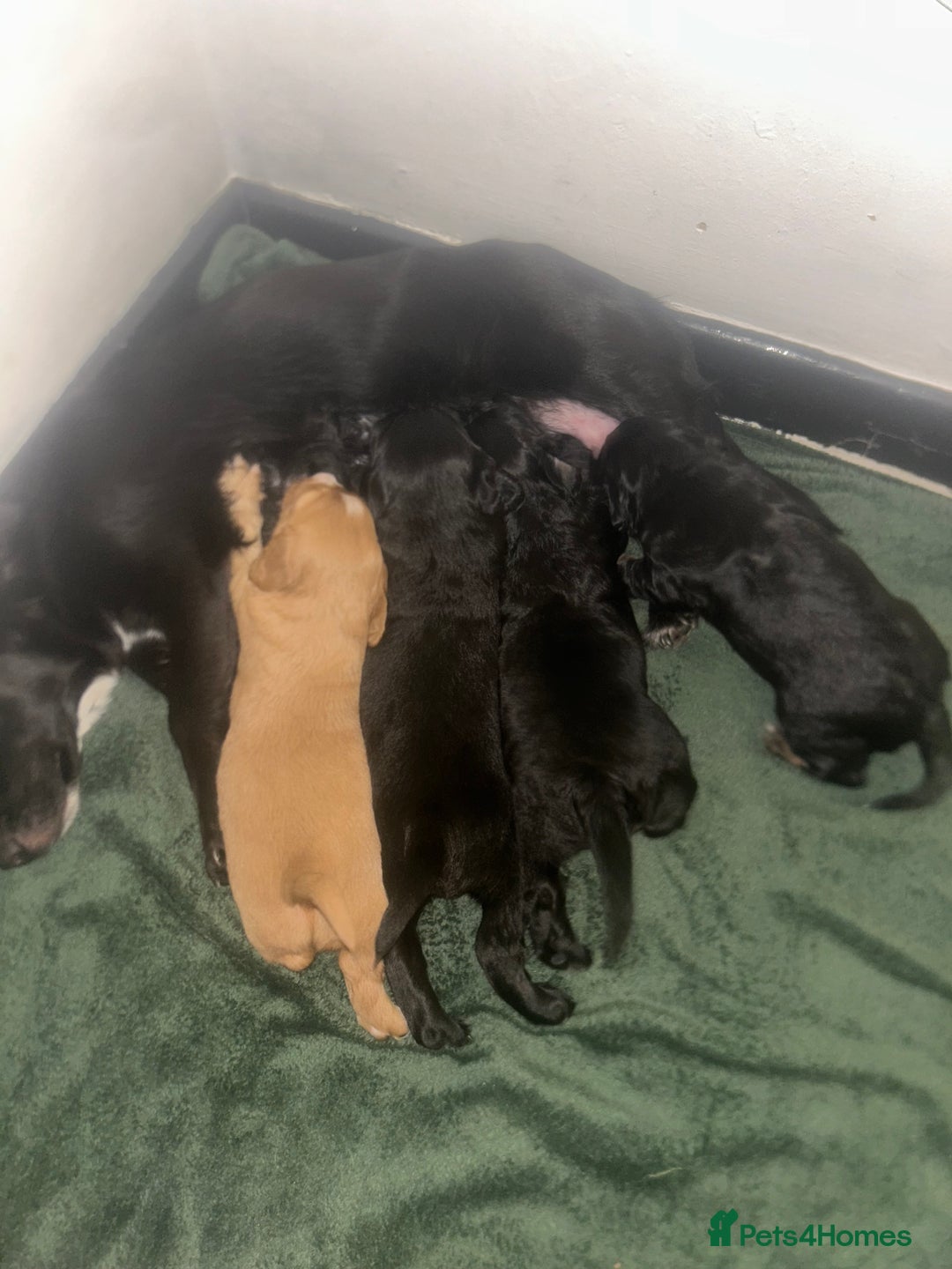 Mixed Breed dogs for sale: KC COCKER X MINI COLLIE PUPS  - Advert 4