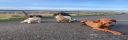 Hungarian Vizsla dogs for sale: 🌟Stunning, strong health tested KC pups 🌟  - Advert 22