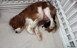 Cavalier King Charles Spaniel dogs for sale: Ruby boys kc cavalier King Charles puppies  - Image 14