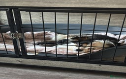 Chihuahua dogs for sale: 3 long haired Chihuahua puppies - Image 16