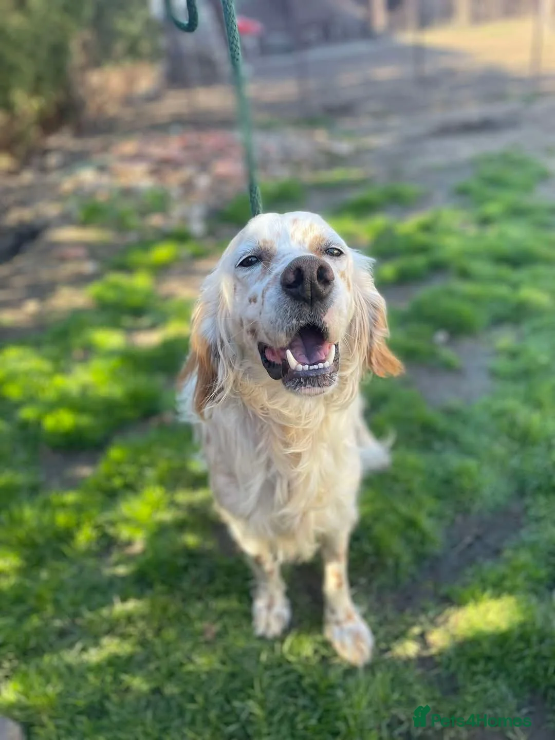 English Setter dogs for adoption: Brego - Advert 8
