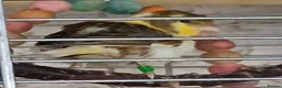 Canaries birds for sale: Canaries Canaries  - Advert 3
