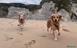 Golden Retriever dogs for sale: Golden Retriever Puppies! 💛🐶 - Image 6