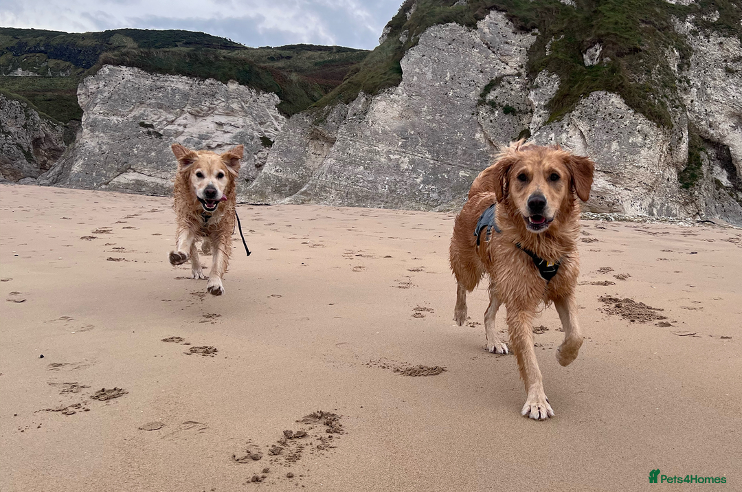 Golden Retriever dogs for sale: Golden Retriever Puppies! 💛🐶 - Image 6