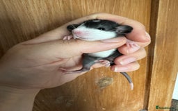 Rat rodents for sale: Rescue Baby Rats - Image 5