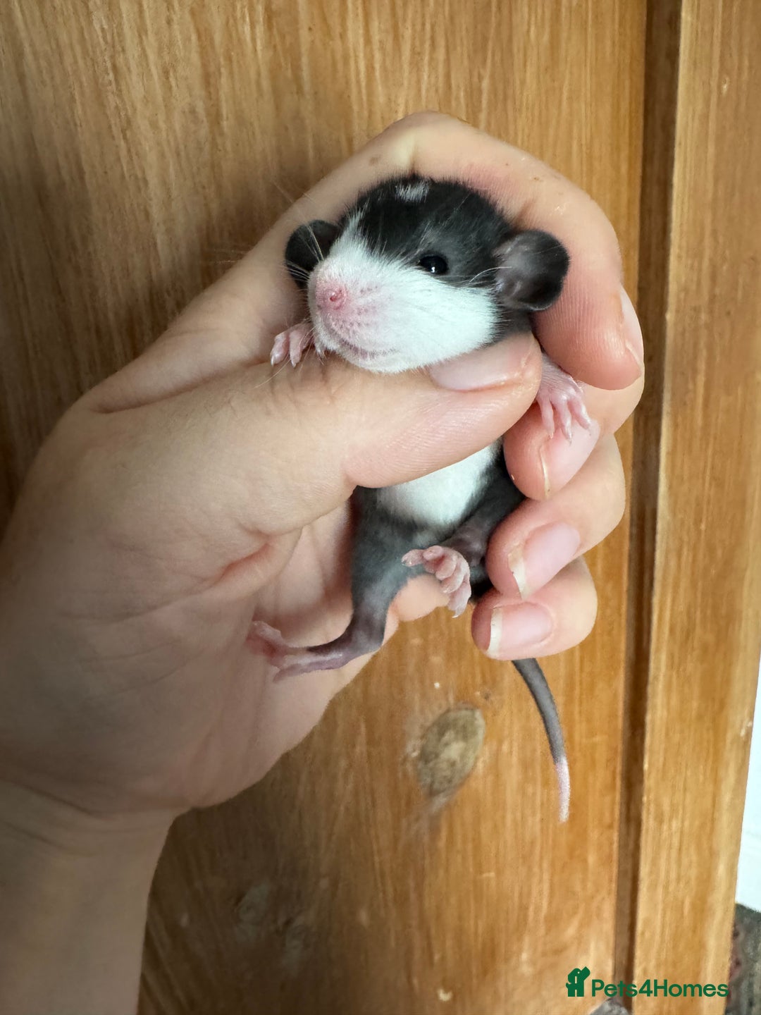 Rat rodents for sale: Rescue Baby Rats - Image 5