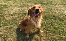 Goldendoodle dogs for sale: F1 Miniature Goldendoodle's 100% DNA Health-Tested - Image 3