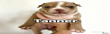 Tanner