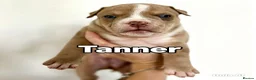 Mixed Breed dogs for sale: Exotic bullies - English bulldog x American bully - Advert 6
