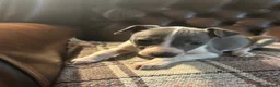 Whippet dogs for sale: 🐾 Exceptional KC Registered Whippet Puppies - Advert 21