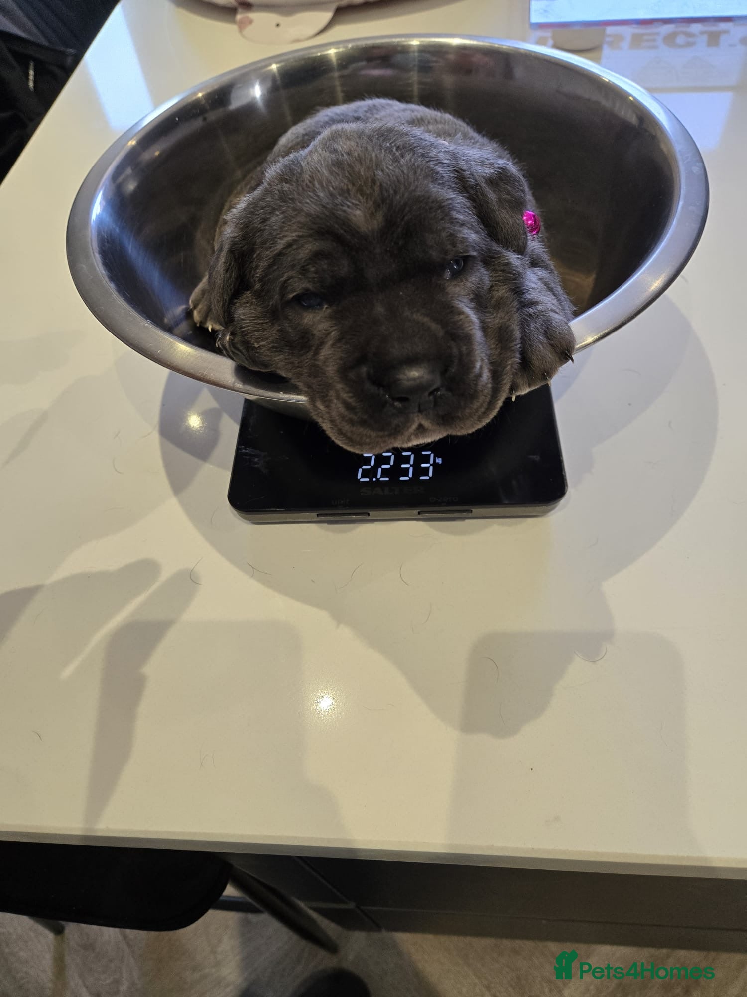 Cane Corso dogs for sale: Cane corso puppies  - Advert 4